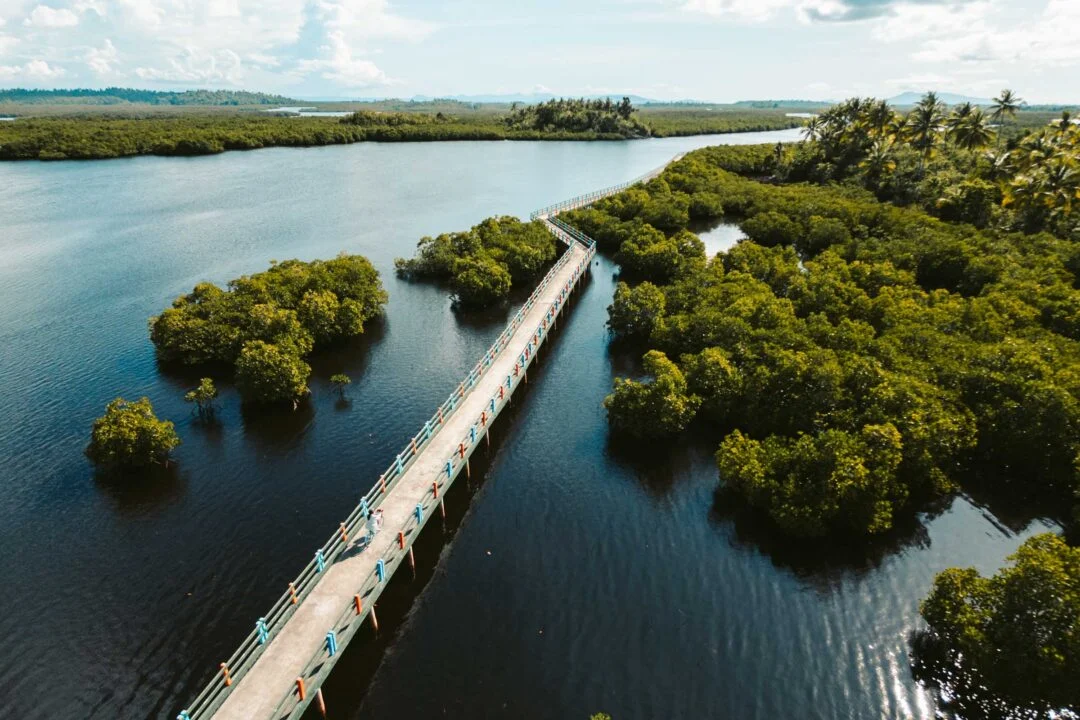Mangrove boardwalk in Del Carmen, Siargao