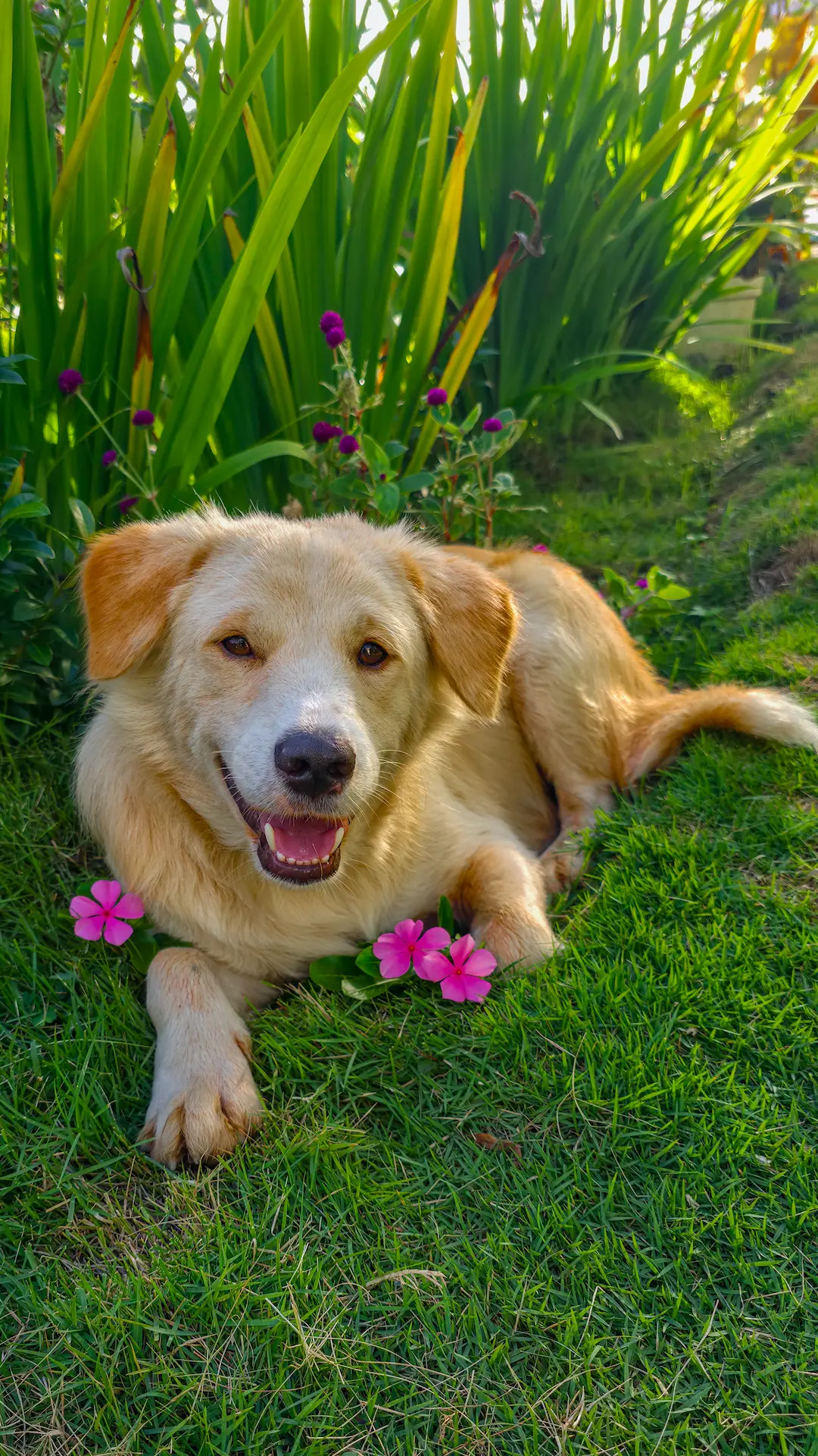 Dog relaxing at Mariden Resort outdoor grounds in Del Carmen Siargao